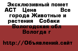 Эксклюзивный помет АСТ › Цена ­ 30 000 - Все города Животные и растения » Собаки   . Вологодская обл.,Вологда г.